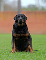 Female Rottweiler for Sale