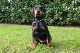 Doberman for Sale