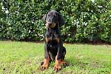 Doberman for Sale