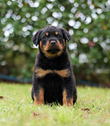 Male Rottweiler for Sale