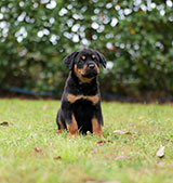 Male Rottweiler for Sale