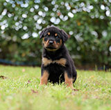 Male Rottweiler for Sale