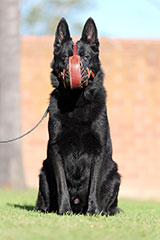 German Shepherd for Sale