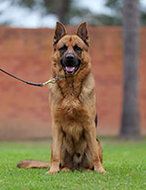 German Shepherd for Sale