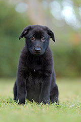 German Shepherd for Sale