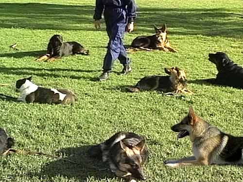 Dogs told to stay Dogs told to stay