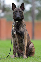Dutch Shepherd for Sale