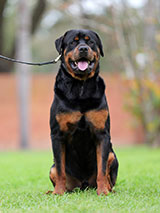 Male Rottweiler for Sale