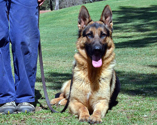 dog obedience training dog obedience training