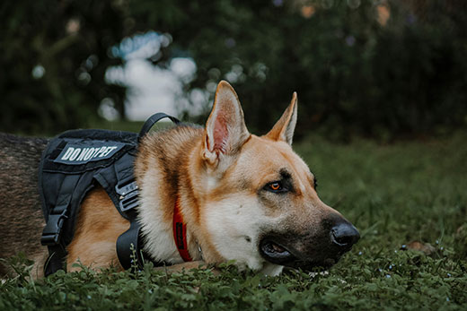 police dog training police dog training